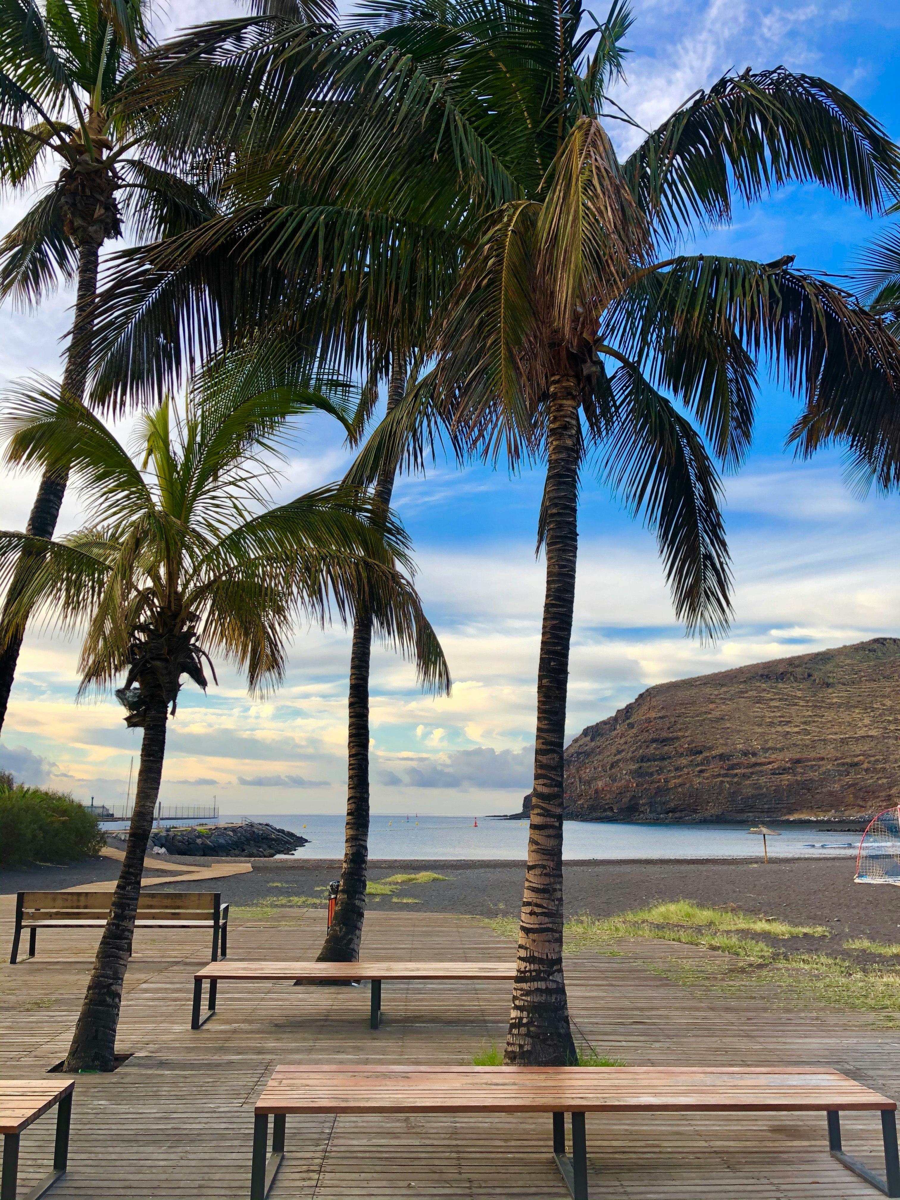 green palm tree near body of water during daytime